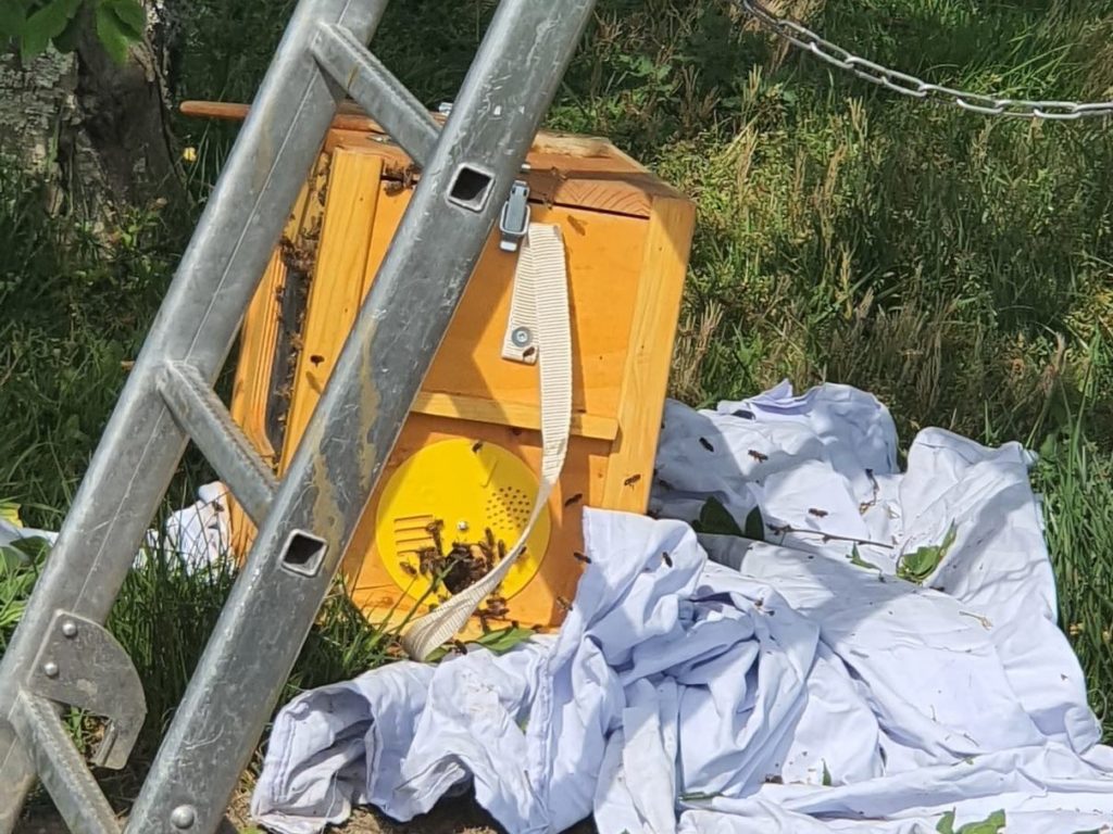 La Ruchette et les abeilles
