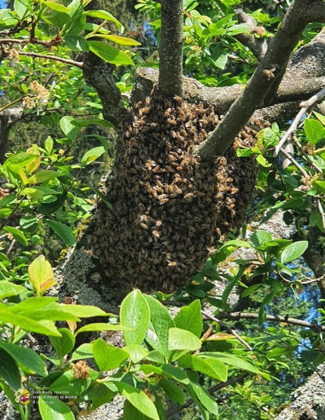 Essaim d’abeilles Essaim d'abeilles