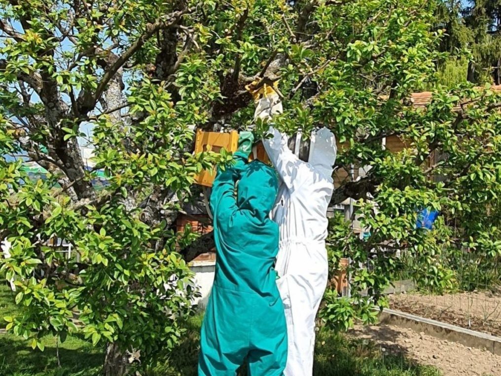 Récupération essaim