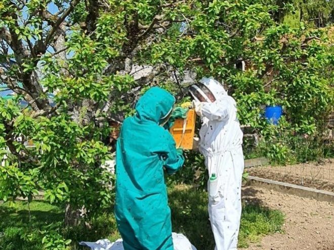 Récupération essaim